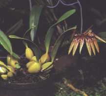 fleur1.jpg