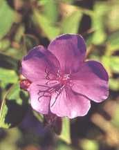 fleur10.jpg