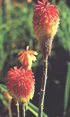 fleur11.jpg