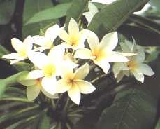 fleur16.jpg
