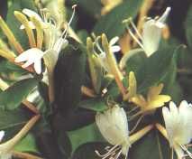 fleur18.jpg