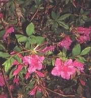 fleur20.jpg