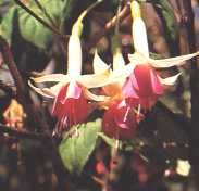 fleur21.jpg