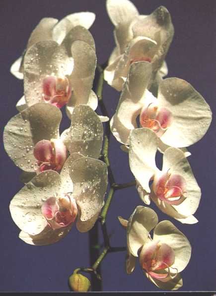 fleur3.jpg