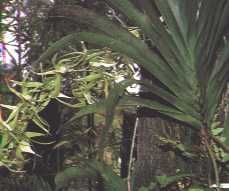 fleur4.jpg