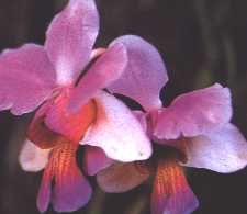 fleur5.jpg