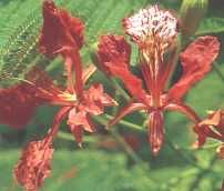 fleur7.jpg