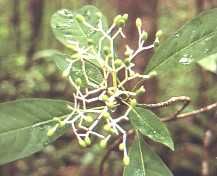 fleur8.jpg