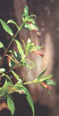 fleur9.jpg