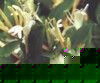 fleur18.jpg