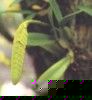 fleur2.jpg
