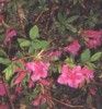 fleur20.jpg