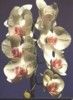 fleur3.jpg