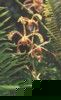 fleur6.jpg