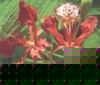 fleur7.jpg