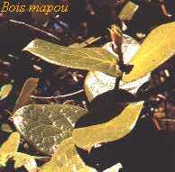 boimapou.jpg