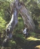tamarin1.jpg